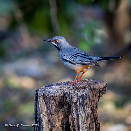 Red-legged Thrush