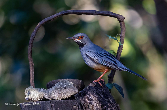 Red-legged Thrush