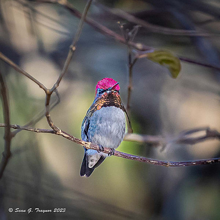 Bee Humming Bird - Male