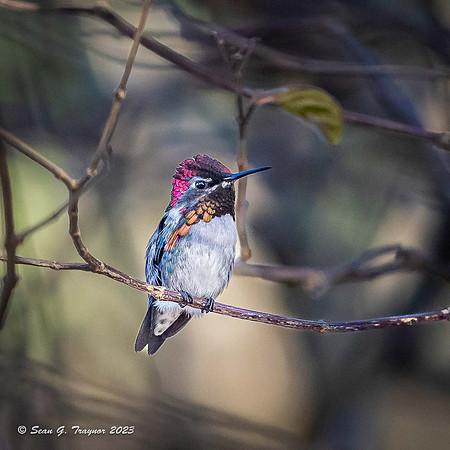 Bee Humming Bird - Male