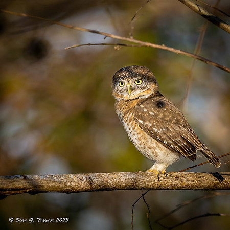 Cuban Pigmy Owl