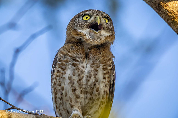 Cuban Pigmy Owl