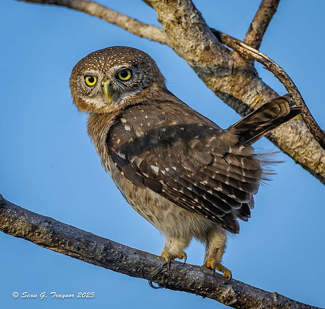 Cuban Pigmy Owl