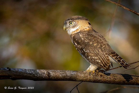 Cuban Pigmy Owl