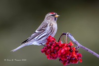 Alaska Winter Birds