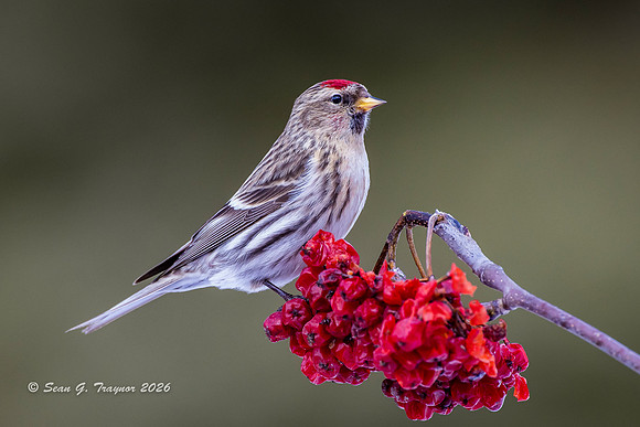 2024-02 Homer Common Redpoll-104a