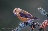 2024-02 Red Crossbills-102a