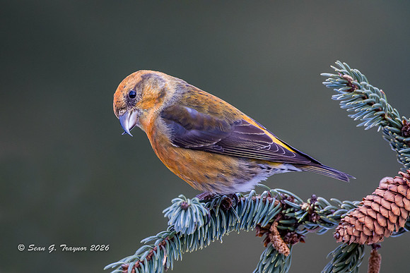 2024-02 Red Crossbills-102a