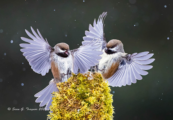 2026-02 Homer_Songbirds-551X
