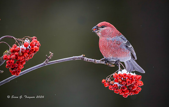 2026-02 Homer_Songbirds-278
