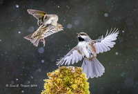 2026-02 Homer_Songbirds-577-2