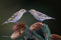 2024-02 Homer-Pine Siskins-129a