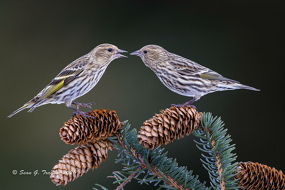 2024-02 Homer-Pine Siskins-129a