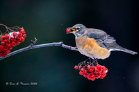 2026-02 Homer_Songbirds-359-2