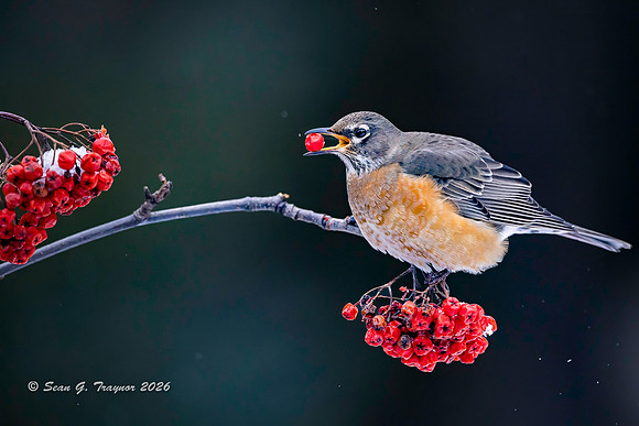 2026-02 Homer_Songbirds-359-2