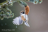 2026-02 Homer_Songbirds-295