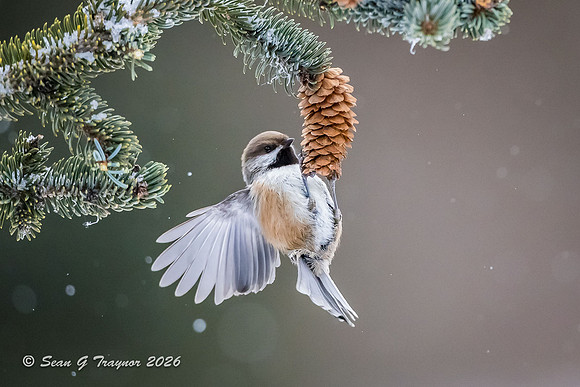 2026-02 Homer_Songbirds-295