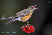 2026-02 Homer_Songbirds-424