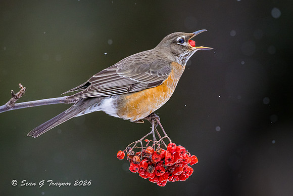2026-02 Homer_Songbirds-424