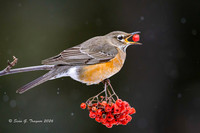 2026-02 Homer_Songbirds-423-3
