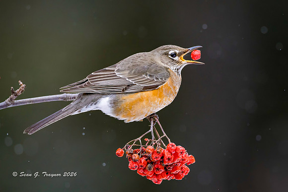 2026-02 Homer_Songbirds-423-3