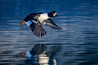 2026-03 Barrow's Goldeneye-139