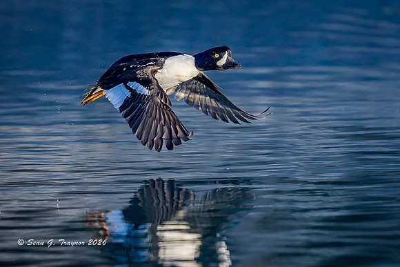2026-03 Barrow's Goldeneye-139