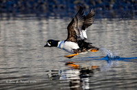 2026-03 Barrow's Goldeneye-188