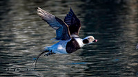 2026-03 Alaska Long-tailed Ducks-109
