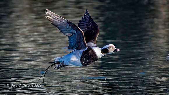 2026-03 Alaska Long-tailed Ducks-109