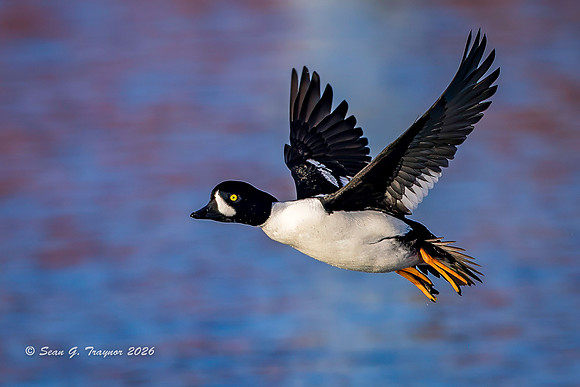 2026-03 Barrow's Goldeneye-196