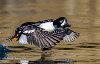 2026-03 Barrow's Goldeneye-240
