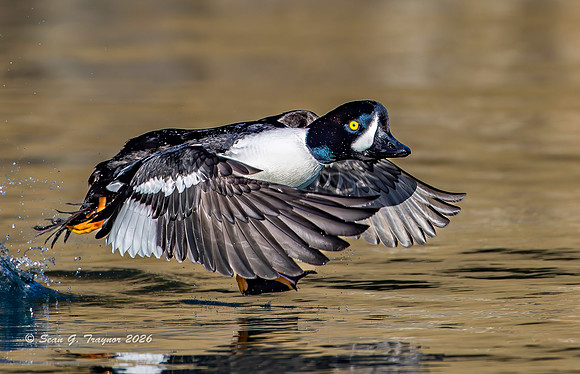 2026-03 Barrow's Goldeneye-240