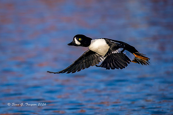 2026-03 Barrow's Goldeneye-194