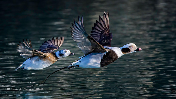 2026-03 Alaska Long-tailed Ducks-116