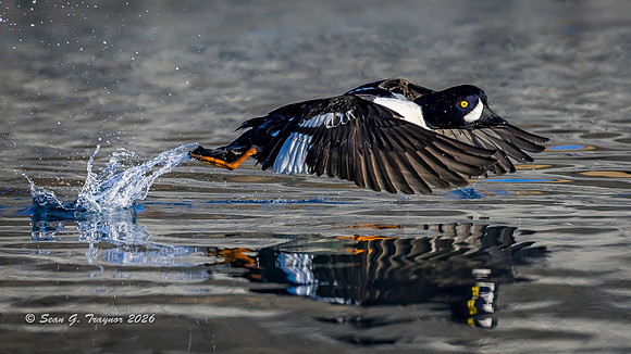 2026-03 Barrow's Goldeneye-163