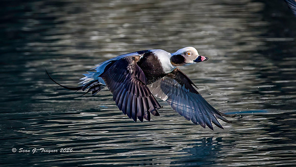 2026-03 Alaska Long-tailed Ducks-108