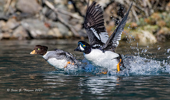 2026-03 Barrow's Goldeneye-223