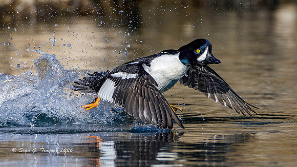 2026-03 Barrow's Goldeneye-237