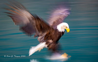 Bald Eagle Blurrs