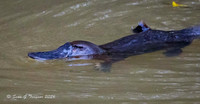 Platypus