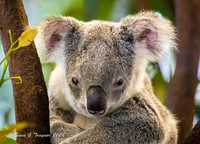 Australia - Wildlife