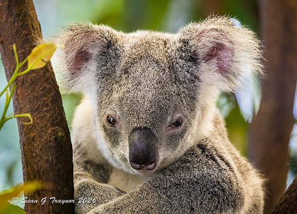 Koala
