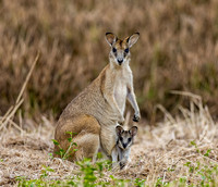 Wallaby Mom & Joey
