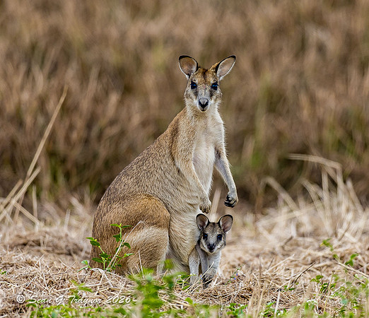 Wallaby Mom & Joey