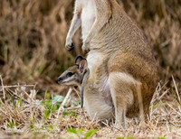 Wallaby Mom & Joey