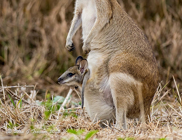 Wallaby Mom & Joey