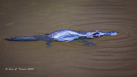 Duck-billed Platypus