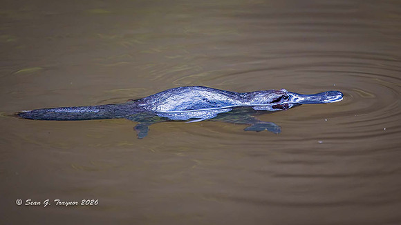 Duck-billed Platypus