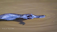 Duck-billed Platypus